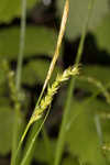 European woodland sedge